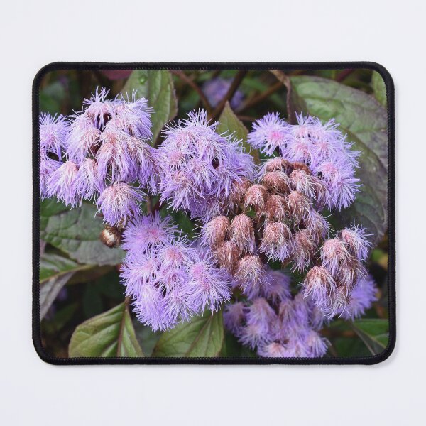 Item preview, Bartlettina Sordida in Bloom designed and sold by Yolanda Caporn Art.