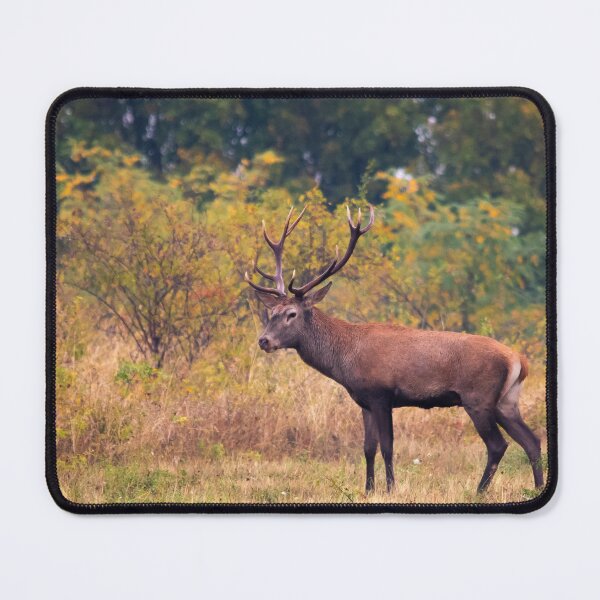 Item preview, Autumn Majesty – Red Deer Stag designed and sold by gabormedve.