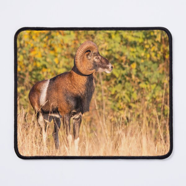 Item preview, Mouflon Ram in Golden Autumn Light designed and sold by gabormedve.