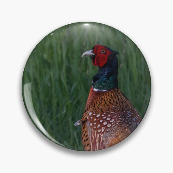 Item preview, Common Pheasant in Green Grass designed and sold by gabormedve.