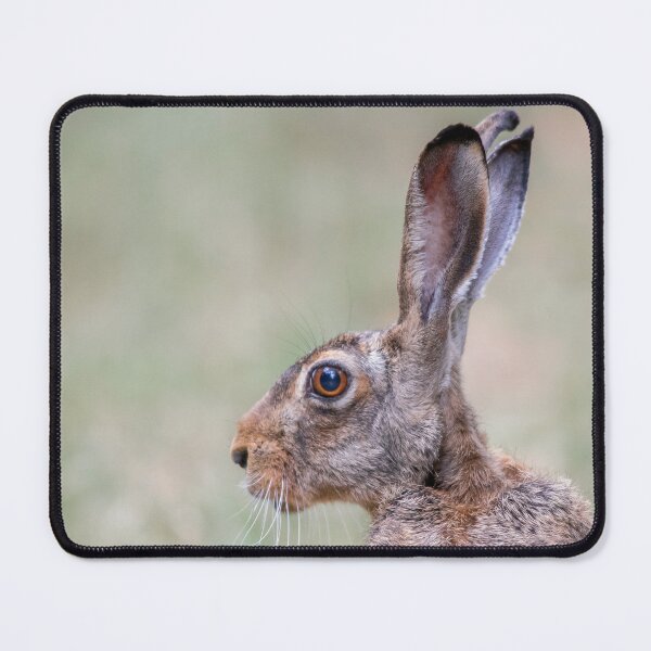 Item preview, European Brown Hare Close-Up designed and sold by gabormedve.