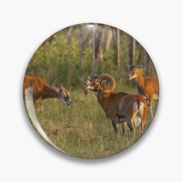 Item preview, The Scent of Love – Mouflon Rut designed and sold by gabormedve.