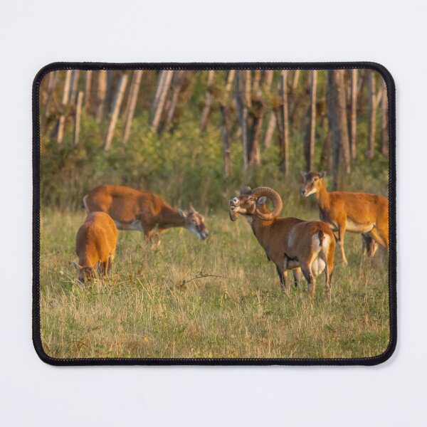 Item preview, The Scent of Love – Mouflon Rut designed and sold by gabormedve.