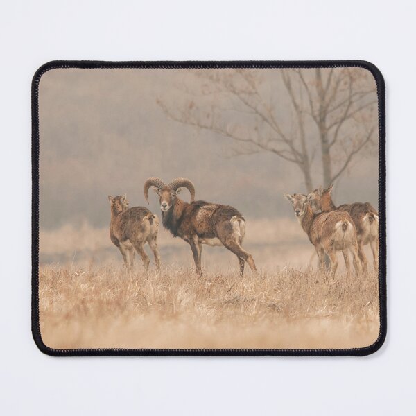 Item preview, Mouflon Herd in Winter Mist designed and sold by gabormedve.