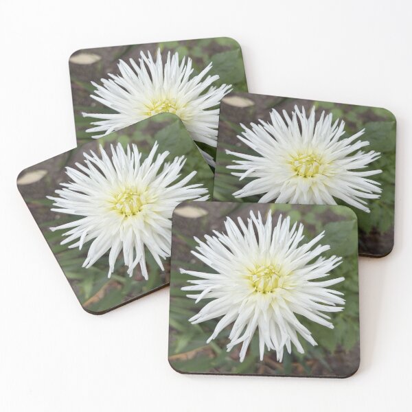 Item preview, White Cactus Dahlia in Bloom designed and sold by SolaraNature.