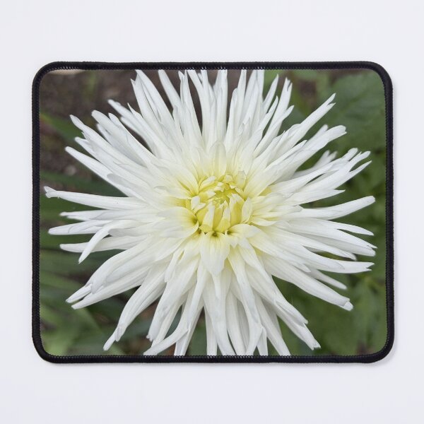 Item preview, White Cactus Dahlia in Bloom designed and sold by SolaraNature.