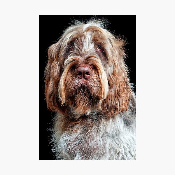 Hypnotist Spinone Photographic Print