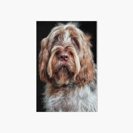 Hypnotist Spinone Art Board Print