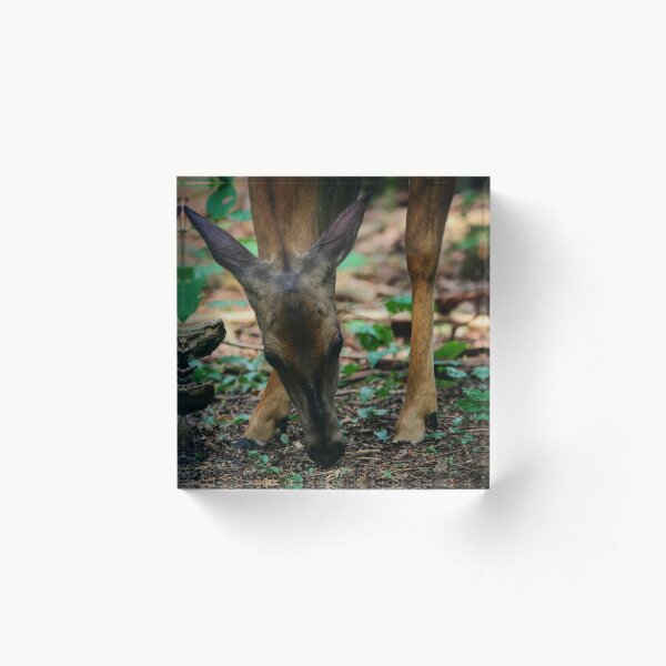 Quiet Doe Acrylic Block
