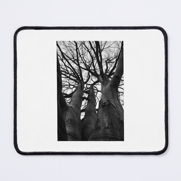 Item preview, Into the Canopy – Black & White Tree Photography designed and sold by KeeganDykes.