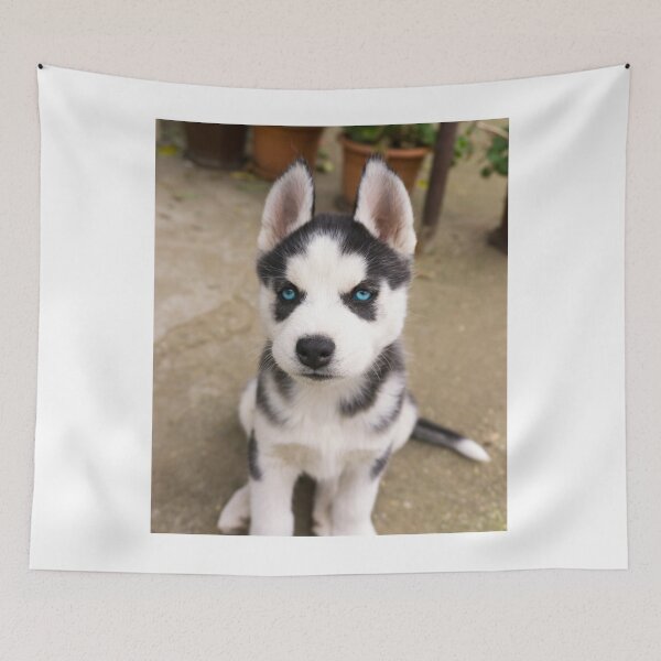Item preview, Cute Blue Eyed Siberian Husky Puppy designed and sold by VanGaldo.