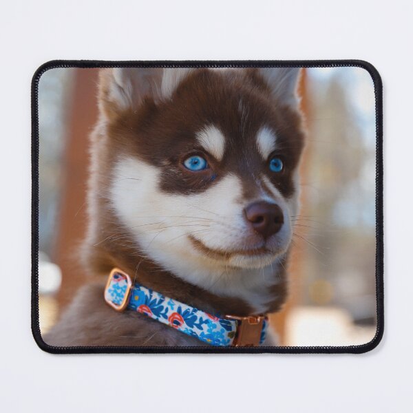 Item preview, Adorable Beautiful Blue Eyed Brown Husky Puppy designed and sold by VanGaldo.