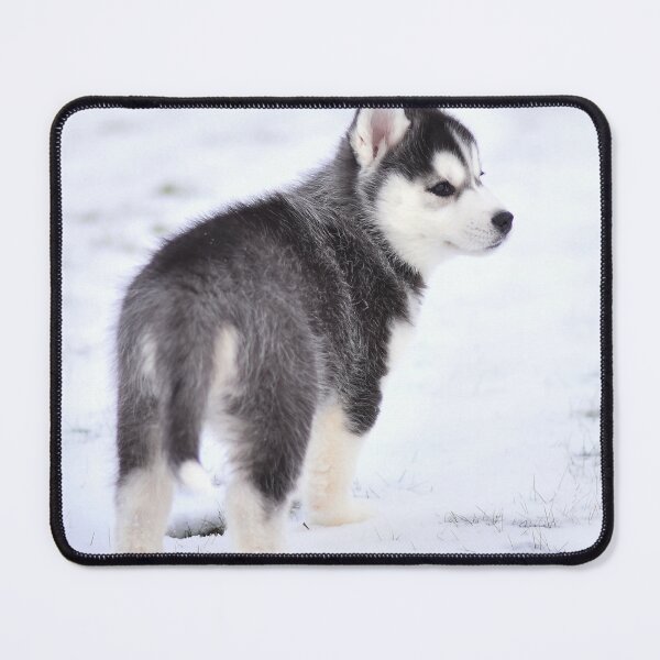 Item preview, Adorable Fluffy Husky Puppy Winter Portrait designed and sold by VanGaldo.