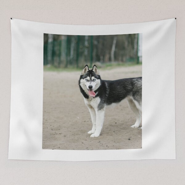 Item preview, Cute Blue Eyed Husky Tongue Out designed and sold by VanGaldo.