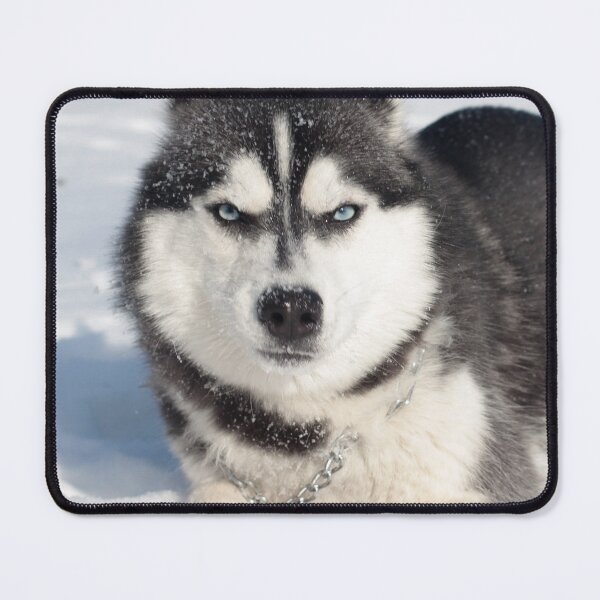 Item preview, Funny Grumpy Siberian Husky In Snow designed and sold by VanGaldo.