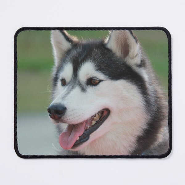 Item preview, Beautiful Fluffy Husky Dog Outdoor Portrait designed and sold by VanGaldo.
