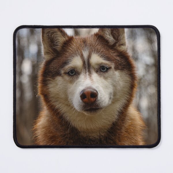 Item preview, Cute Red Siberian Husky Face Close Up designed and sold by VanGaldo.