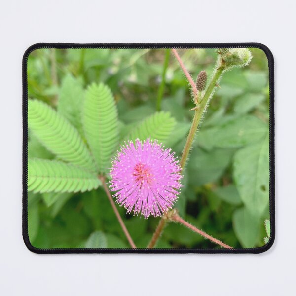 Item preview, Pink Mimosa Pudica Sensitive Plant Bloom designed and sold by karachitmo.
