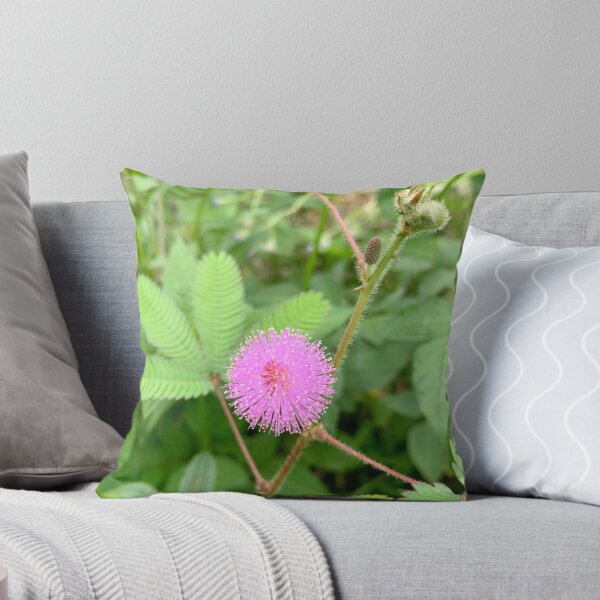 Item preview, Pink Mimosa Pudica Sensitive Plant Bloom designed and sold by karachitmo.