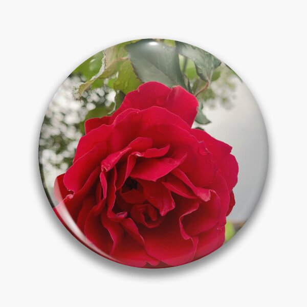 Artikelvorschau, Üppige, samtrote Gartenrose in Blüte entworfen und verkauft von karachitmo.
