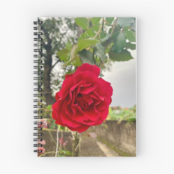 Item preview, Lush Velvet Red Garden Rose In Bloom designed and sold by karachitmo.