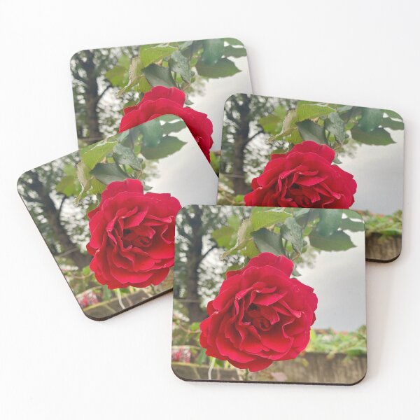 Item preview, Lush Velvet Red Garden Rose In Bloom designed and sold by karachitmo.