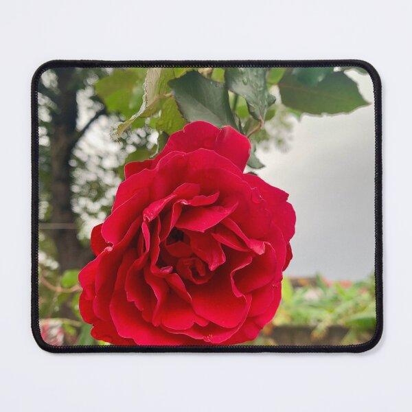 Item preview, Lush Velvet Red Garden Rose In Bloom designed and sold by karachitmo.
