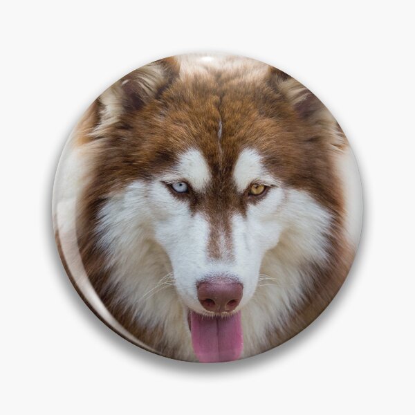 Artikelvorschau, Wunderschöner Sibirischer Husky mit Heterochromie (Nahaufnahme) entworfen und verkauft von VanGaldo.