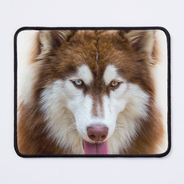 Item preview, Beautiful Heterochromia Siberian Husky Dog Close Up designed and sold by VanGaldo.