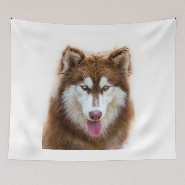 Item preview, Beautiful Heterochromia Siberian Husky Dog Close Up designed and sold by VanGaldo.