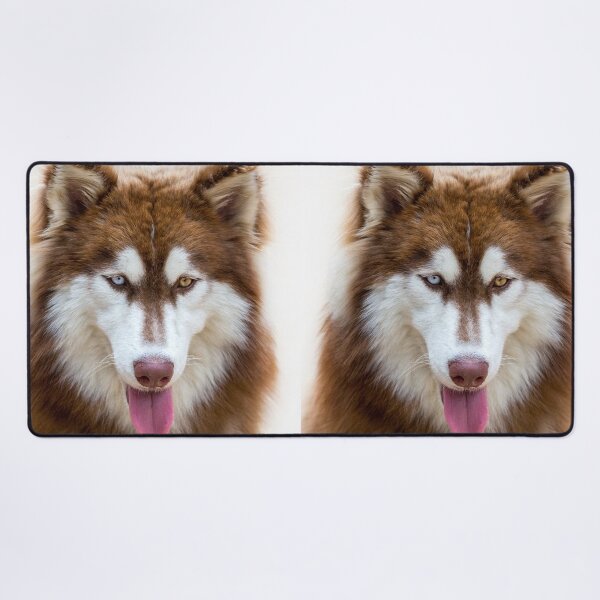 Item preview, Beautiful Heterochromia Siberian Husky Dog Close Up designed and sold by VanGaldo.