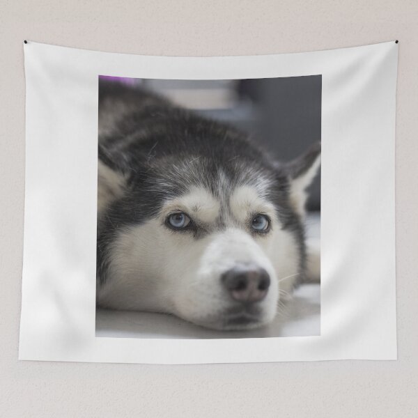 Item preview, Lazy Blue Eyed Siberian Husky Dog Resting designed and sold by VanGaldo.