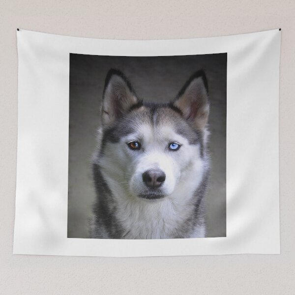 Item preview, Beautiful Heterochromia Husky Dog Close Up designed and sold by VanGaldo.