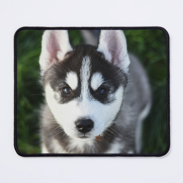 Item preview, Adorable Fluffy Husky Puppy Looking Up designed and sold by VanGaldo.