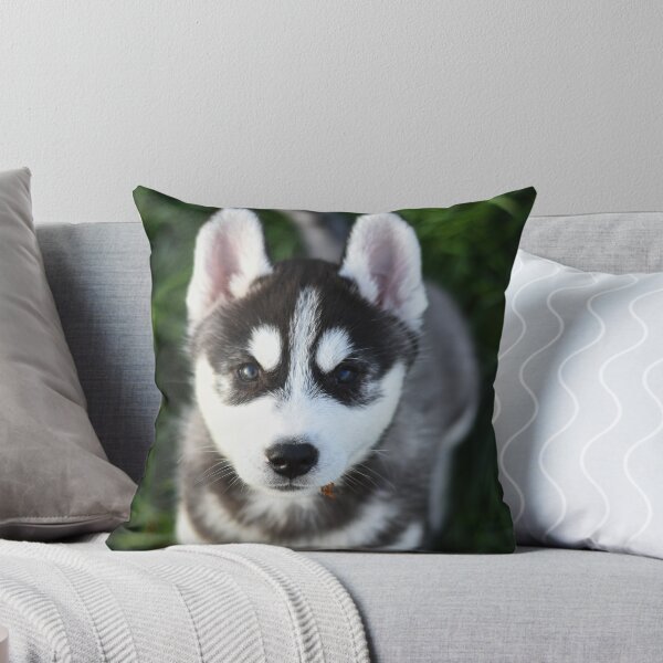 Item preview, Adorable Fluffy Husky Puppy Looking Up designed and sold by VanGaldo.