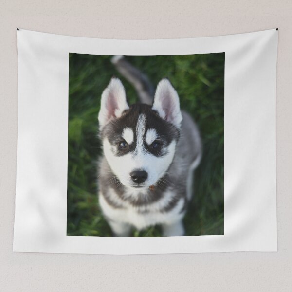 Item preview, Adorable Fluffy Husky Puppy Looking Up designed and sold by VanGaldo.