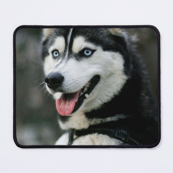 Item preview, Siberian Husky Blue Eyes Black Harness designed and sold by VanGaldo.