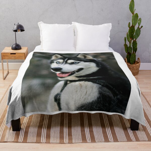 Item preview, Siberian Husky Blue Eyes Black Harness designed and sold by VanGaldo.