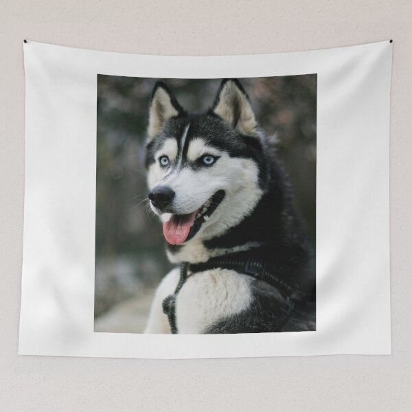 Item preview, Siberian Husky Blue Eyes Black Harness designed and sold by VanGaldo.