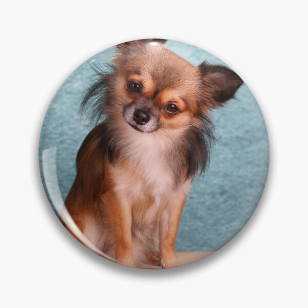 Item preview, Long Haired Sable Chihuahua Tilting Head designed and sold by VanGaldo.