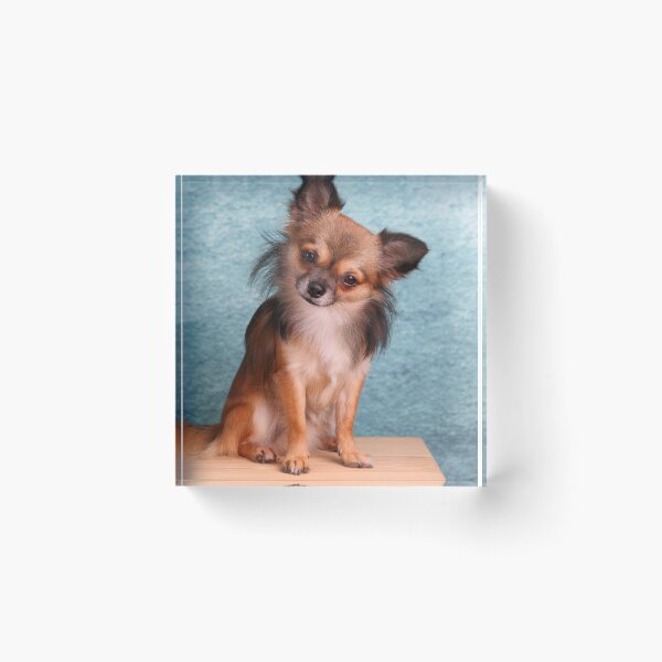 Item preview, Long Haired Sable Chihuahua Tilting Head designed and sold by VanGaldo.