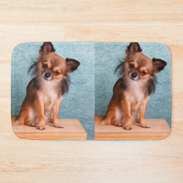 Item preview, Long Haired Sable Chihuahua Tilting Head designed and sold by VanGaldo.