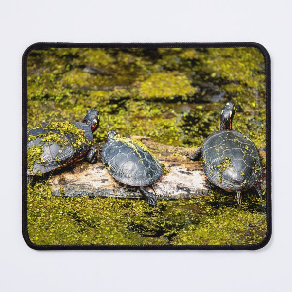 Item preview, Turtles on a Log designed and sold by TinyDinoDesigns.