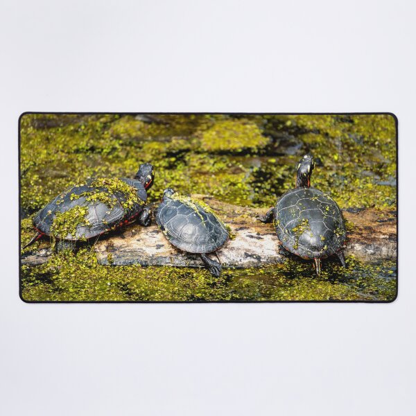 Item preview, Turtles on a Log designed and sold by TinyDinoDesigns.