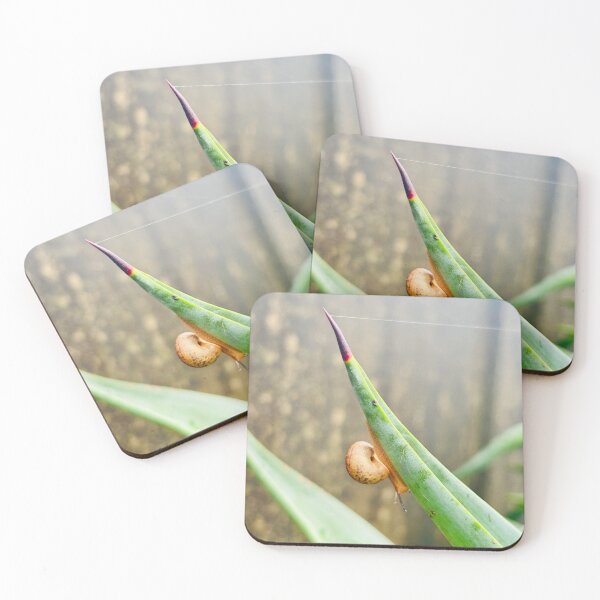 Item preview, Tiny Snail Clinging To Sharp Agave Leaf Tip - Minimalist Nature Macro Photography designed and sold by ambepeep.