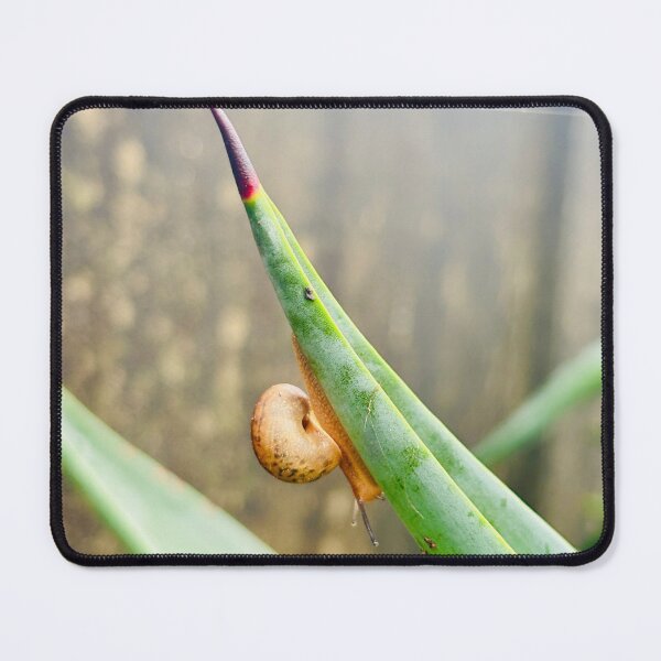 Item preview, Tiny Snail Clinging To Sharp Agave Leaf Tip - Minimalist Nature Macro Photography designed and sold by ambepeep.