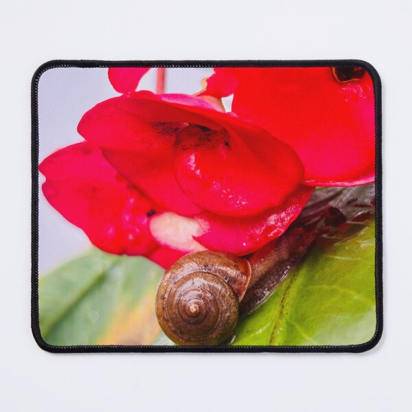 Item preview, Snail Resting Under Vibrant Red Crown Of Thorns Flowers - Macro Garden Botanical designed and sold by ambepeep.