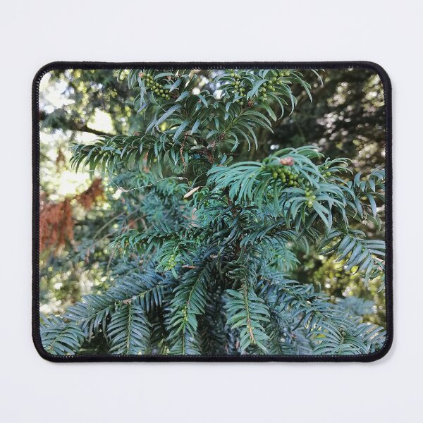 Item preview, Yew with small green berries designed and sold by PhuongVoArt.