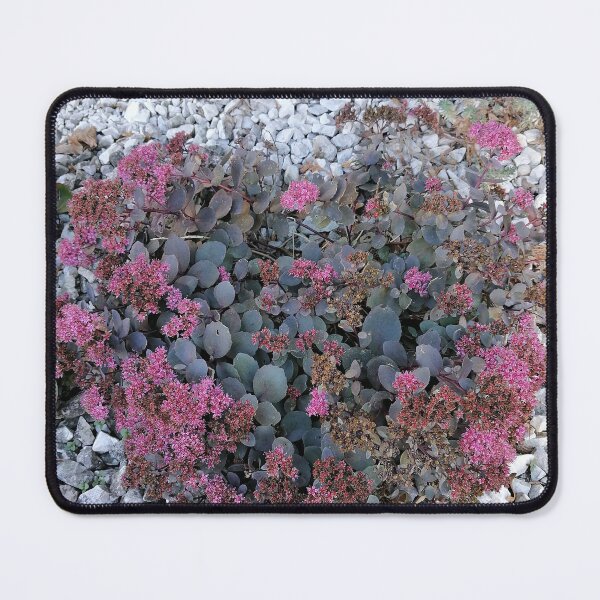 Item preview, Pink sedum among white stones designed and sold by PhuongVoArt.
