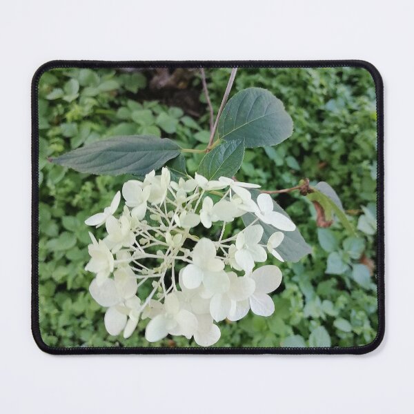 Item preview, White hydrangea blossoms in the green garden designed and sold by PhuongVoArt.
